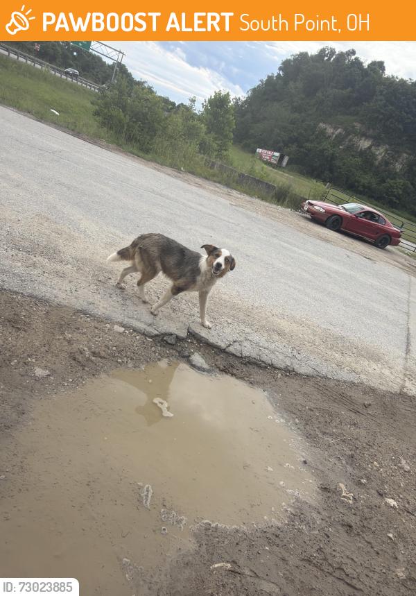 Found/Stray Female Dog last seen Co rd 268, South Point, OH 45680