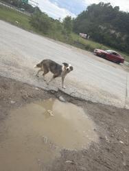 Found/Stray Female Dog last seen Co rd 268, South Point, OH 45680