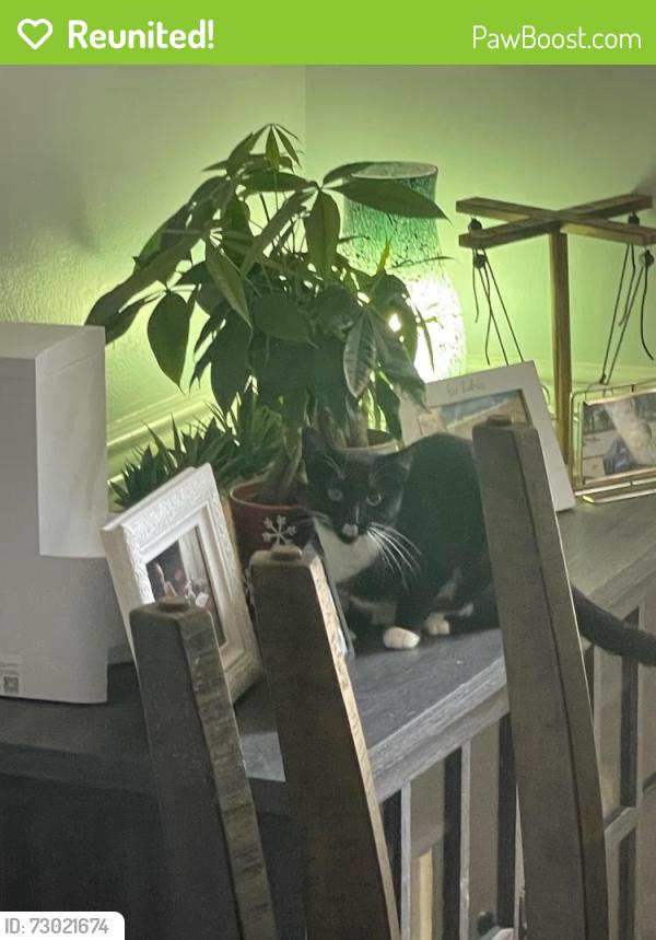 Reunited Female Cat last seen Rock Lake Loop and Salem rd. , Virginia Beach, VA 23456