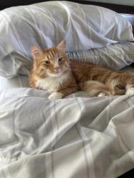 Reunited Male Cat last seen Quincy and Kipling , Littleton, CO 80123
