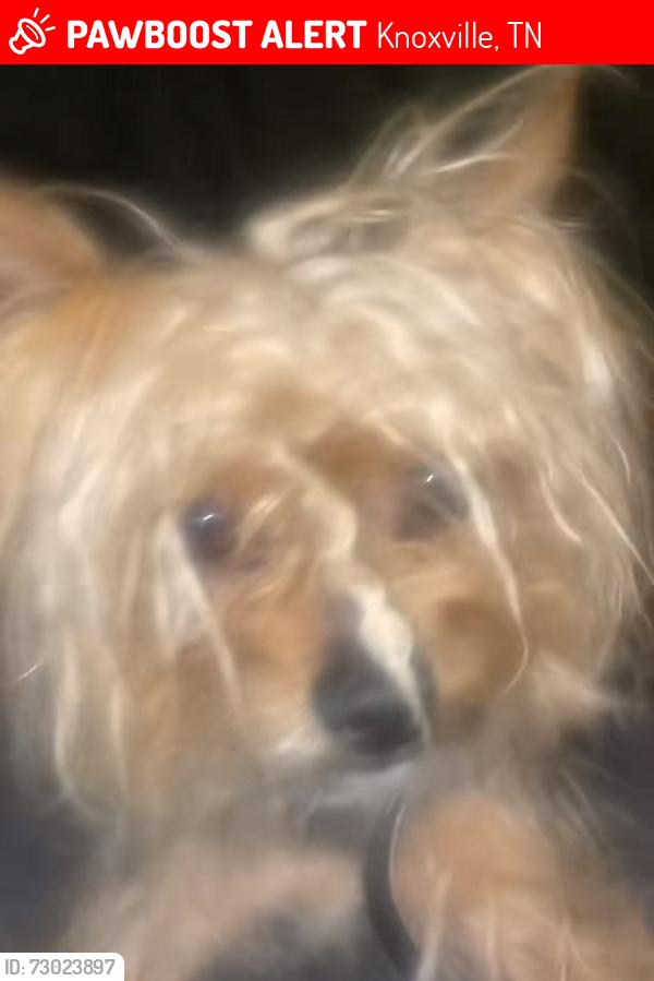 Lost Male Dog last seen Near Kieth ave, Knoxville, TN 37921