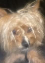 Lost Male Dog last seen Near Kieth ave, Knoxville, TN 37921