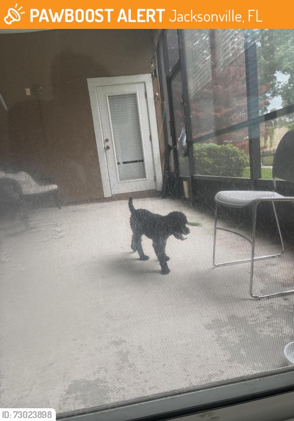Found/Stray Unknown Dog last seen Near Losco Road, Jacksonville, FL 32257