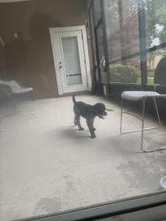 Found/Stray Unknown Dog last seen Near Losco Road, Jacksonville, FL 32257