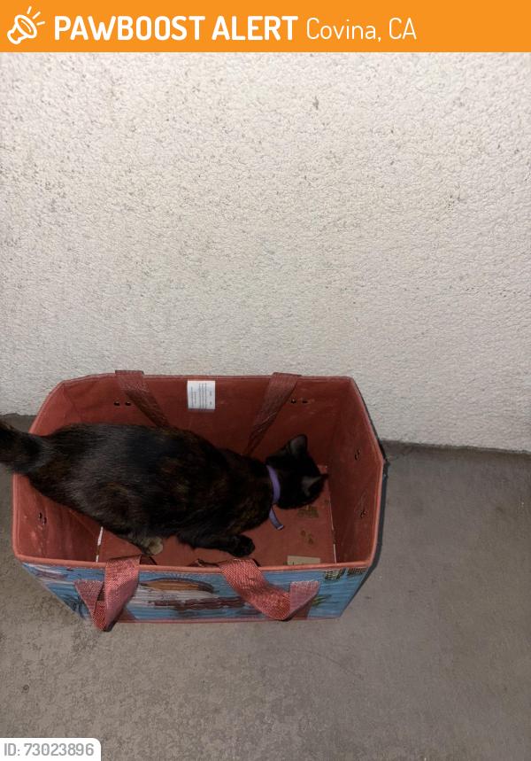 Found/Stray Female Cat last seen E Arrow Hwy & Citrius Ave, Covina, CA 91722