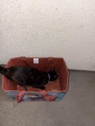 Found/Stray Female Cat last seen E Arrow Hwy & Citrius Ave, Covina, CA 91722