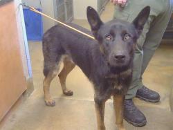 Shelter Stray Male Dog last seen BRADSHAW RD/GOETHED RD, 95827, 3839 Bradshaw Rd, Sacramento, CA 95827, USA
