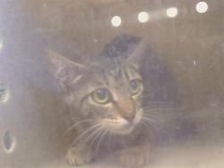 Shelter Stray Female Cat last seen MARCONI AVE/CLARK AVE, CARMICHAEL CA 95608, 3839 Bradshaw Rd, Sacramento, CA 95827, USA