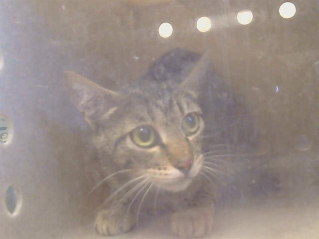 Shelter Stray Female Cat last seen MARCONI AVE/CLARK AVE, CARMICHAEL CA 95608, 3839 Bradshaw Rd, Sacramento, CA 95827, USA