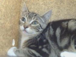 Shelter Stray Unknown Cat last seen MARCONI AVE/CLARK AVE, CARMICHAEL CA 95608, 3839 Bradshaw Rd, Sacramento, CA 95827, USA