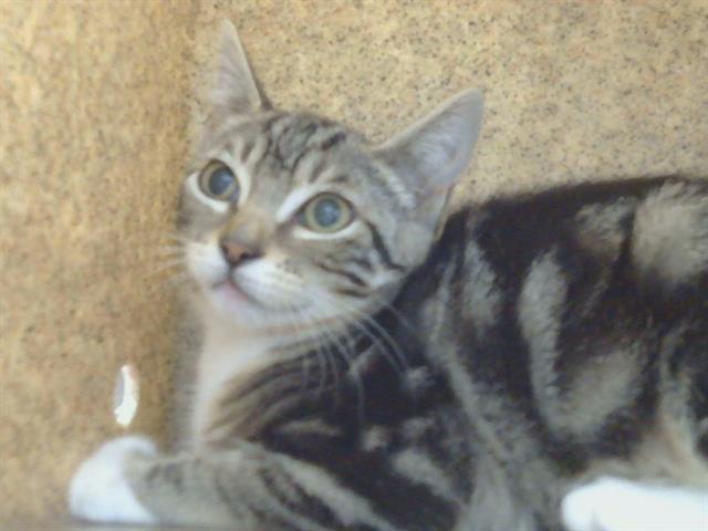 Shelter Stray Unknown Cat last seen MARCONI AVE/CLARK AVE, CARMICHAEL CA 95608, 3839 Bradshaw Rd, Sacramento, CA 95827, USA