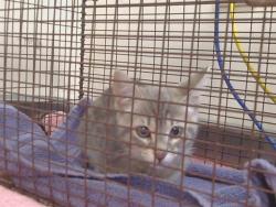 Shelter Stray Female Cat last seen BRUCEVILLE RD/BIBLY RD, 95758, 3839 Bradshaw Rd, Sacramento, CA 95827, USA