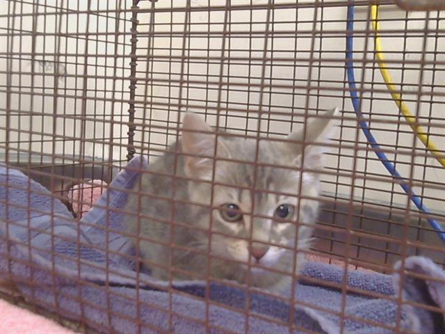 Shelter Stray Female Cat last seen BRUCEVILLE RD/BIBLY RD, 95758, 3839 Bradshaw Rd, Sacramento, CA 95827, USA