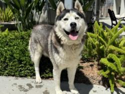 Shelter Stray Male Dog last seen , 957 N Gaffey St, San Pedro, CA 90731, USA