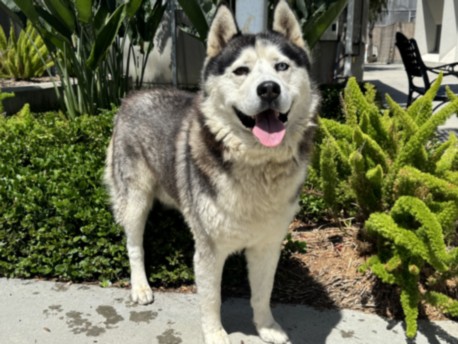 Shelter Stray Male Dog last seen , 957 N Gaffey St, San Pedro, CA 90731, USA