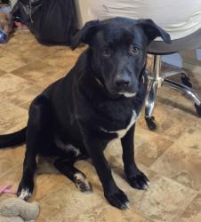 Shelter Stray Male Dog last seen KELVIN AVE/JAMBOREE RD, 92614, 6443 Oak Canyon, Irvine, CA 92618, USA