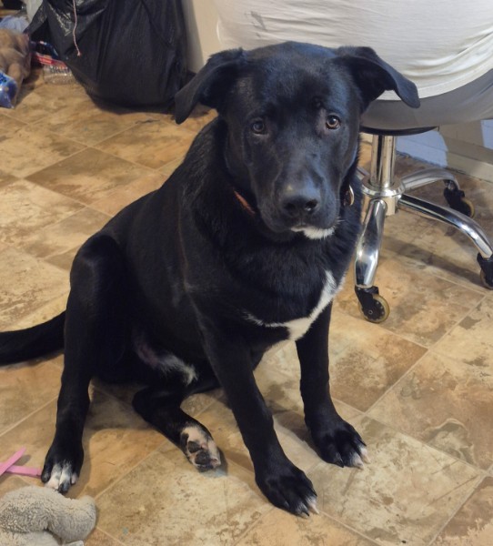 Shelter Stray Male Dog last seen KELVIN AVE/JAMBOREE RD, 92614, 6443 Oak Canyon, Irvine, CA 92618, USA