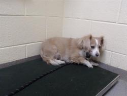 Shelter Stray Female Dog last seen Near BLOCK W 3RD AVE, DENVER CO 80223, 1241 W Bayaud Ave, Denver, CO 80223, USA