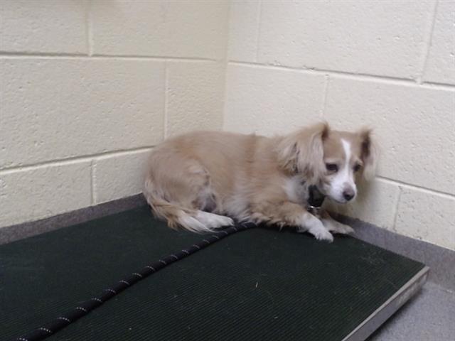 Shelter Stray Female Dog last seen Near BLOCK W 3RD AVE, DENVER CO 80223, 1241 W Bayaud Ave, Denver, CO 80223, USA
