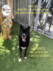 Shelter Stray Male Dog last seen , 1850 W 60th St, Los Angeles, CA 90047, USA