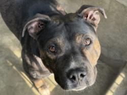 Shelter Stray Female Dog last seen , 1850 W 60th St, Los Angeles, CA 90047, USA