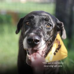 Shelter Stray Female Dog last seen Near BLOCK ANZA, 4710 TX-151, San Antonio, TX 78227, USA