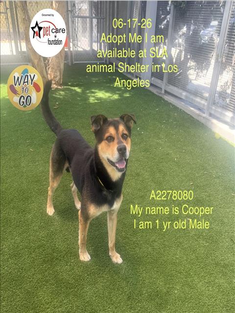 Shelter Stray Male Dog last seen , 1850 W 60th St, Los Angeles, CA 90047, USA