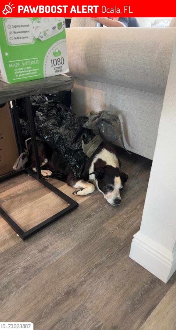 Lost Female Dog last seen SE Maricamp Rd, Ocala, FL 34471