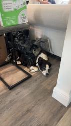 Lost Female Dog last seen SE Maricamp Rd, Ocala, FL 34471