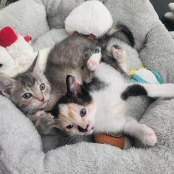 Shelter Stray Female Cat last seen , 4710 TX-151, San Antonio, TX 78227, USA