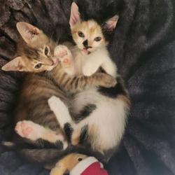 Shelter Stray Female Cat last seen , 4710 TX-151, San Antonio, TX 78227, USA