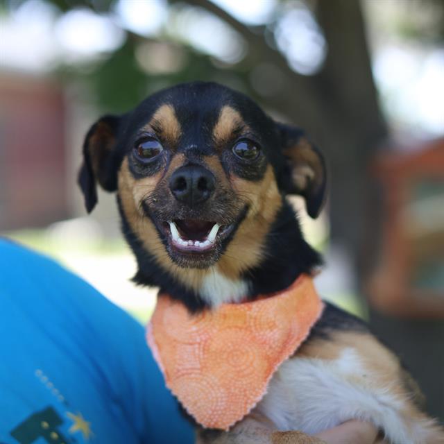 Shelter Stray Male Dog last seen , 4710 TX-151, San Antonio, TX 78227, USA