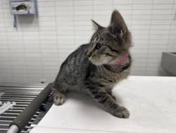 Shelter Stray Female Cat last seen , 1850 W 60th St, Los Angeles, CA 90047, USA