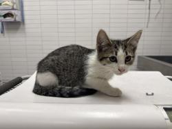 Shelter Stray Male Cat last seen , 1850 W 60th St, Los Angeles, CA 90047, USA