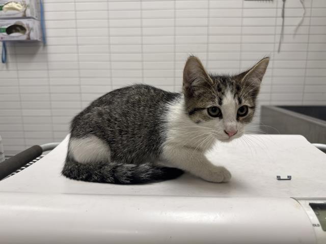 Shelter Stray Male Cat last seen , 1850 W 60th St, Los Angeles, CA 90047, USA