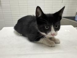 Shelter Stray Female Cat last seen , 1850 W 60th St, Los Angeles, CA 90047, USA