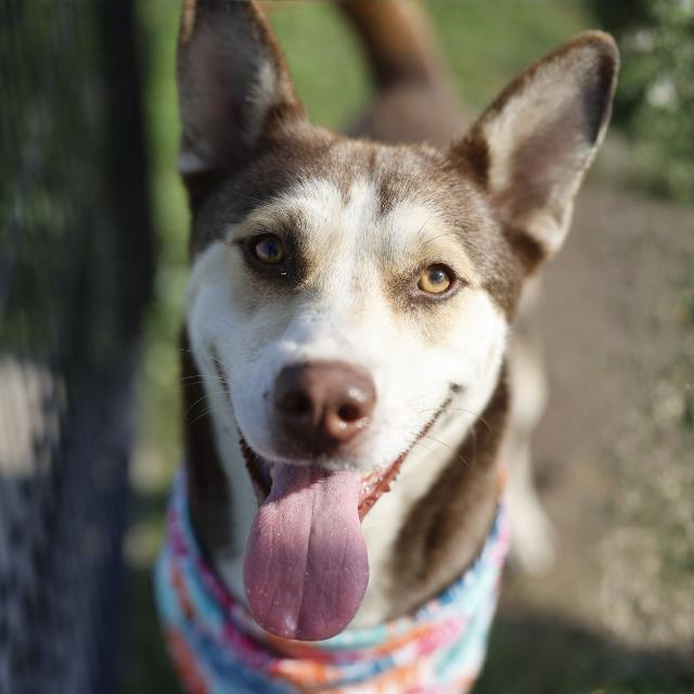 Shelter Stray Male Dog last seen Near BLOCK HUNNICUTT, 4710 TX-151, San Antonio, TX 78227, USA