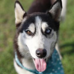 Shelter Stray Female Dog last seen Near BLOCK HUNNICUTT, 4710 TX-151, San Antonio, TX 78227, USA