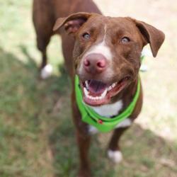Shelter Stray Male Dog last seen SURREY AVE, 4710 TX-151, San Antonio, TX 78227, USA