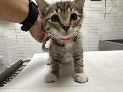 Shelter Stray Male Cat last seen , 1850 W 60th St, Los Angeles, CA 90047, USA