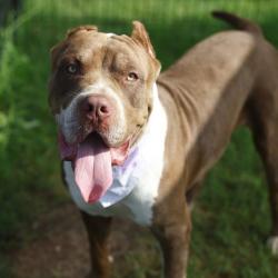 Shelter Stray Male Dog last seen Near BLOCK PLEASANTON, 4710 TX-151, San Antonio, TX 78227, USA
