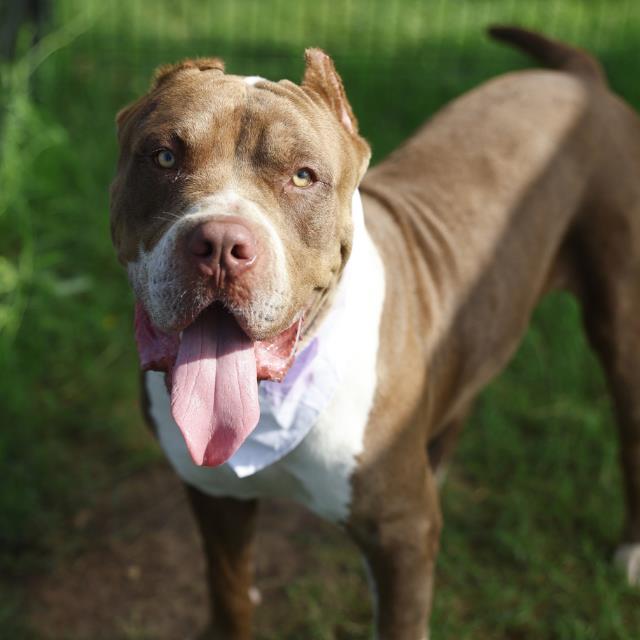 Shelter Stray Male Dog last seen Near BLOCK PLEASANTON, 4710 TX-151, San Antonio, TX 78227, USA