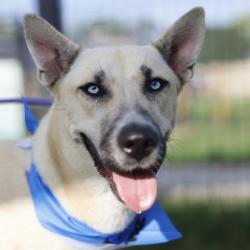 Shelter Stray Female Dog last seen Near BLOCK VANDEWALLE, 4710 TX-151, San Antonio, TX 78227, USA