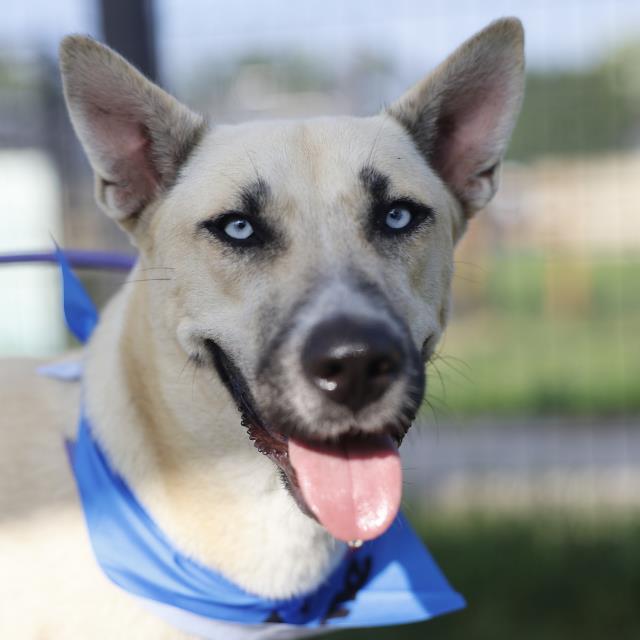 Shelter Stray Female Dog last seen Near BLOCK VANDEWALLE, 4710 TX-151, San Antonio, TX 78227, USA