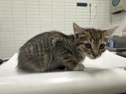 Shelter Stray Male Cat last seen , 1850 W 60th St, Los Angeles, CA 90047, USA