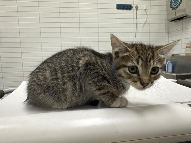 Shelter Stray Male Cat last seen , 1850 W 60th St, Los Angeles, CA 90047, USA