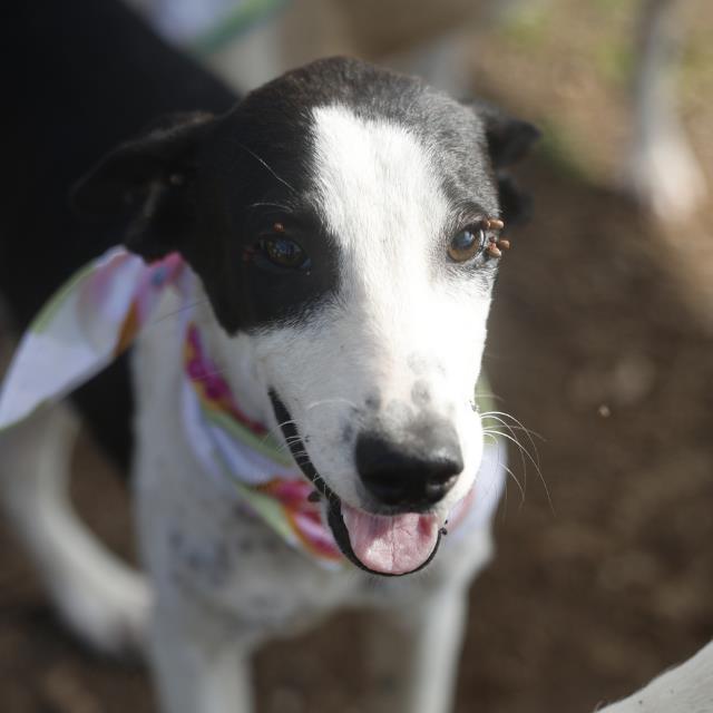 Shelter Stray Male Dog last seen Near BLOCK ACME, 4710 TX-151, San Antonio, TX 78227, USA