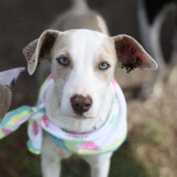 Shelter Stray Female Dog last seen Near BLOCK ACME, 4710 TX-151, San Antonio, TX 78227, USA