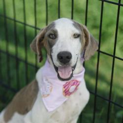 Shelter Stray Male Dog last seen Near BLOCK ACME, 4710 TX-151, San Antonio, TX 78227, USA