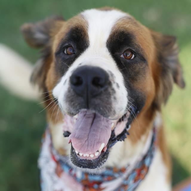 Shelter Stray Female Dog last seen Near BLOCK AARON PL, 4710 TX-151, San Antonio, TX 78227, USA